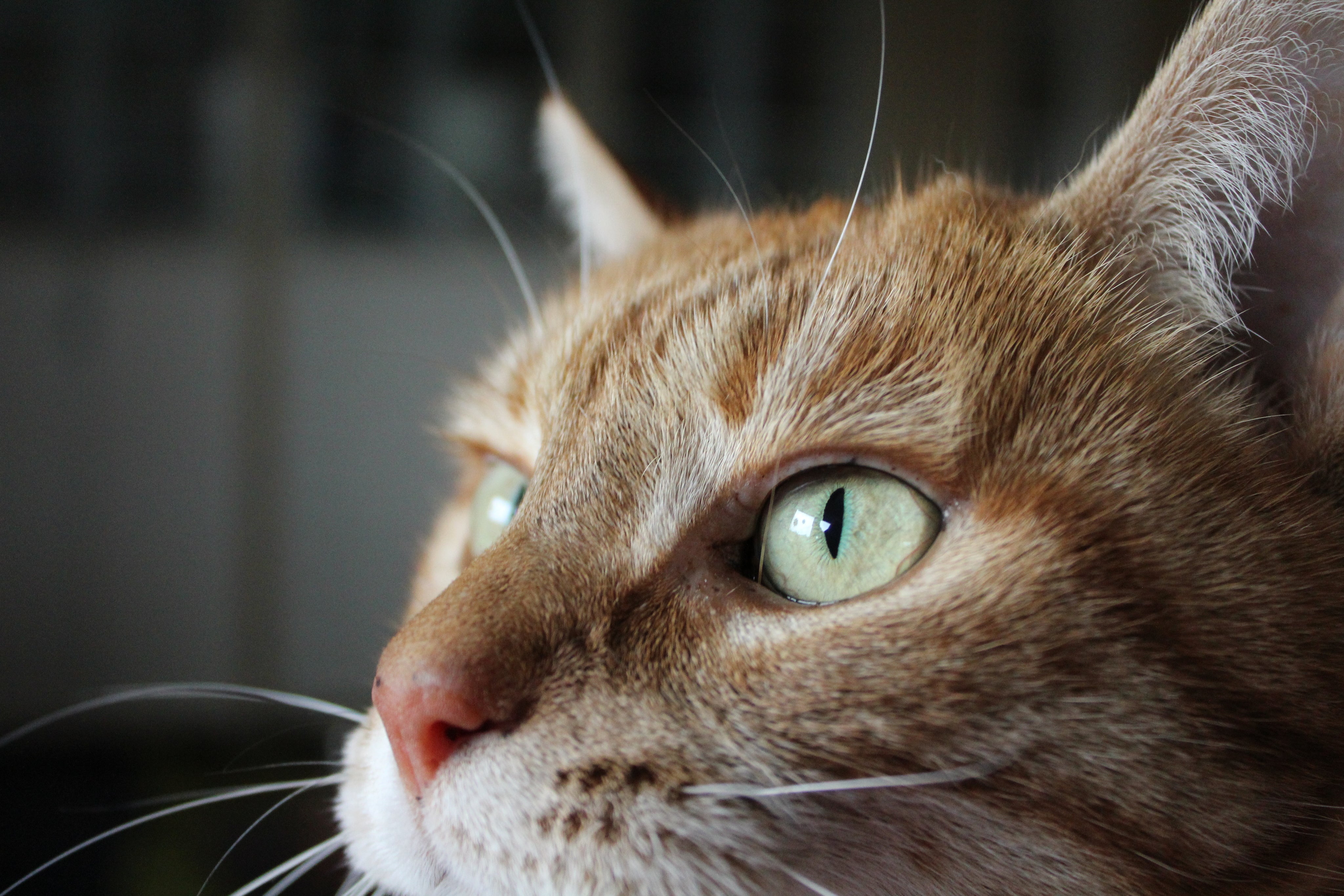 files/orange-tabby-cats-green-eyes.jpg